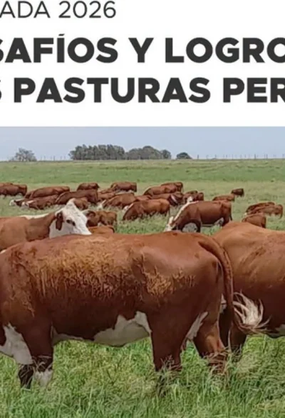 De productor a productor: las pasturas megatérmicas se afianzan