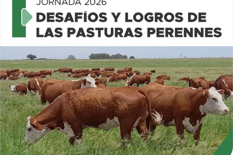 De productor a productor: las pasturas megatérmicas se afianzan