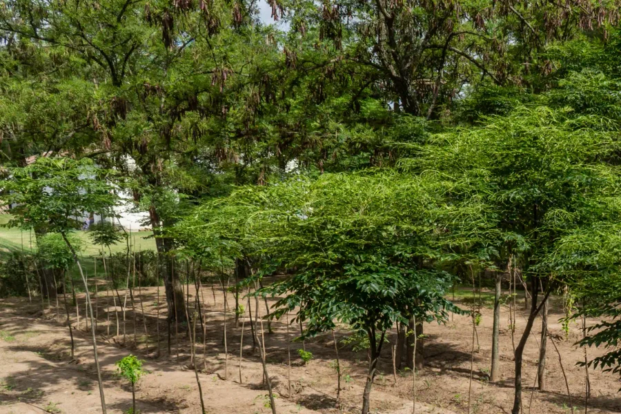 La Pampa mantuvo activos cinco programas de forestación