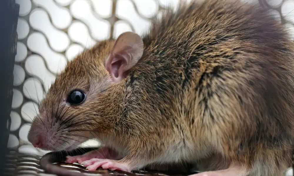 Confirmaron un segundo caso de hantavirus en Neuquén